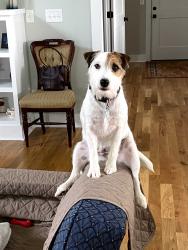 Lost Female Dog last seen Near Hawthorne Rd, Surgoinsville, TN 37873