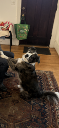 Reunited Female Dog last seen Near the intersection of Glebe Road and Columbia Pike, Arlington, VA 22204