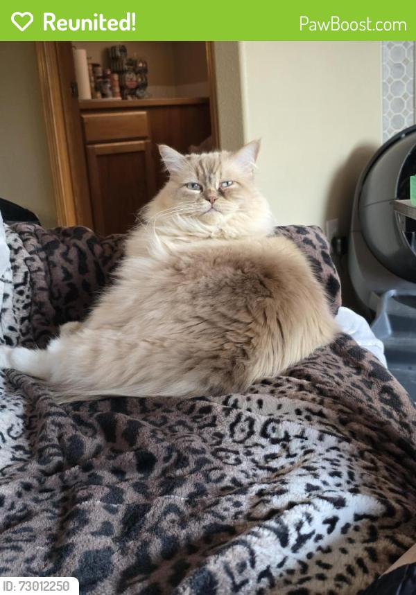 Reunited Female Cat last seen 380th and Military rd, Auburn, WA 98001