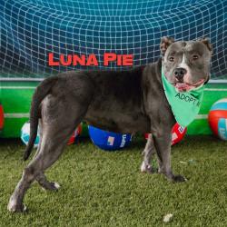Shelter Stray Female Dog last seen , Animal Care & Control Team of Philly, 111 W Hunting Park Ave, Philadelphia, PA 19140, USA
