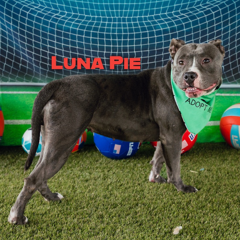 Shelter Stray Female Dog last seen , Animal Care & Control Team of Philly, 111 W Hunting Park Ave, Philadelphia, PA 19140, USA