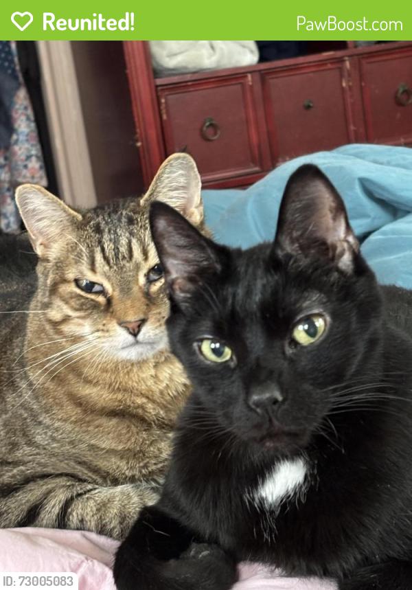Reunited Male Cat last seen William , State College, PA 16801