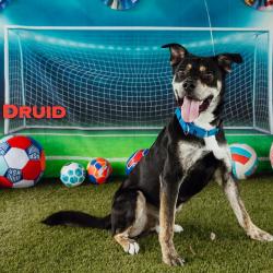 Shelter Stray Male Dog last seen , Animal Care & Control Team of Philly, 111 W Hunting Park Ave, Philadelphia, PA 19140, USA