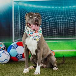 Shelter Stray Female Dog last seen , Animal Care & Control Team of Philly, 111 W Hunting Park Ave, Philadelphia, PA 19140, USA