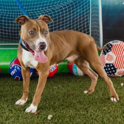 Shelter Stray Male Dog last seen , Animal Care & Control Team of Philly, 111 W Hunting Park Ave, Philadelphia, PA 19140, USA
