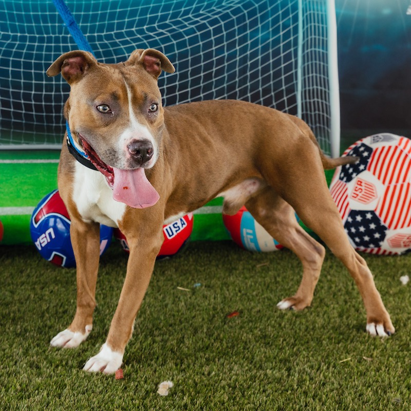 Shelter Stray Male Dog last seen , Animal Care & Control Team of Philly, 111 W Hunting Park Ave, Philadelphia, PA 19140, USA