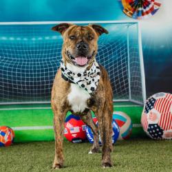 Shelter Stray Female Dog last seen , Animal Care & Control Team of Philly, 111 W Hunting Park Ave, Philadelphia, PA 19140, USA