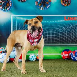 Shelter Stray Male Dog last seen , Animal Care & Control Team of Philly, 111 W Hunting Park Ave, Philadelphia, PA 19140, USA
