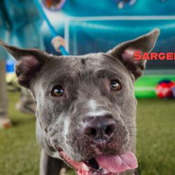 Shelter Stray Male Dog last seen , Animal Care & Control Team of Philly, 111 W Hunting Park Ave, Philadelphia, PA 19140, USA