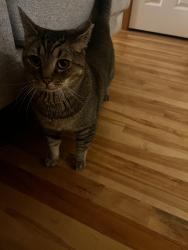 Lost Male Cat last seen High school road, Bainbridge Island, WA 98110