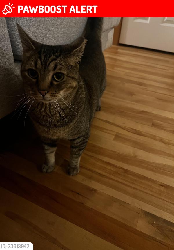 Lost Male Cat last seen High school road, Bainbridge Island, WA 98110