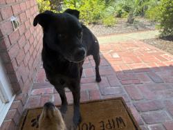 Found/Stray Male Dog last seen Valle Escondido drive, Bellview, FL 32526