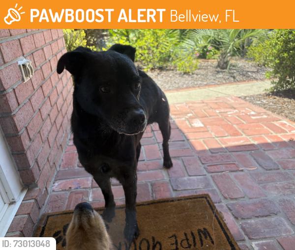 Found/Stray Male Dog last seen Valle Escondido drive, Bellview, FL 32526