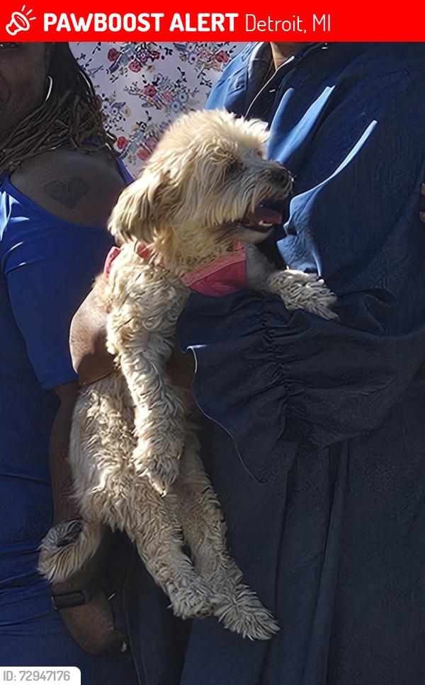 Lost Female Dog last seen Maiden and Gunston, Detroit, MI 48213