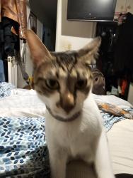 Lost Male Cat last seen Main / Yorktown,  civic center, Huntington Beach, CA 92648