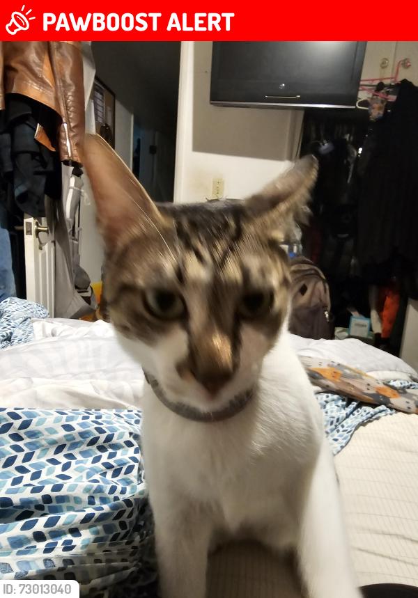 Lost Male Cat last seen Main / Yorktown,  civic center, Huntington Beach, CA 92648