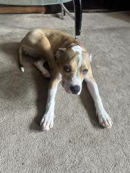 Lost Female Dog last seen Cvs, Brockton, MA 02302