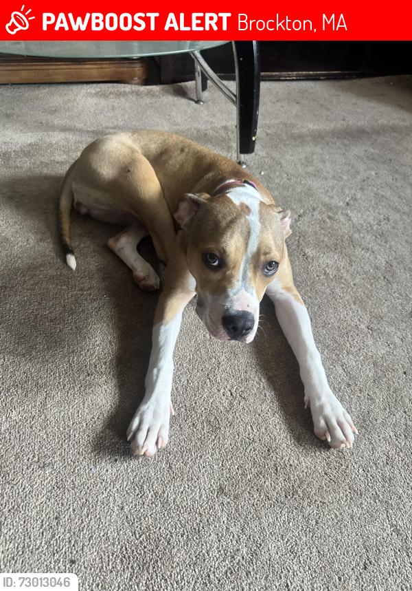 Lost Female Dog last seen Cvs, Brockton, MA 02302