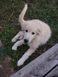 Found/Stray Female Dog last seen Mack Road, Asheboro, NC 27205