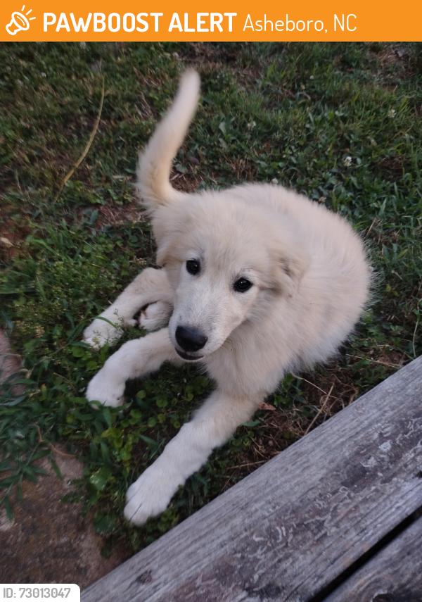 Found/Stray Female Dog last seen Mack Road, Asheboro, NC 27205