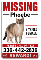 Lost Female Cat last seen North Lake and Seven Gates, Greensboro, NC 27410