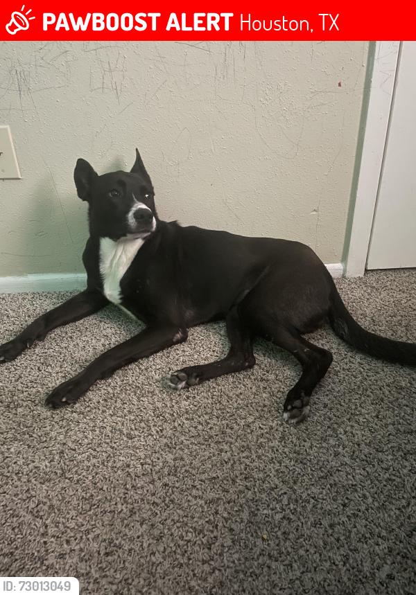 Lost Female Dog last seen Near ella blvd Houston tx 77014, Houston, TX 77014