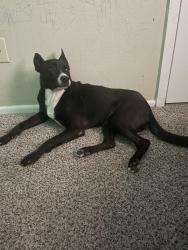 Lost Female Dog last seen Near ella blvd Houston tx 77014, Houston, TX 77014