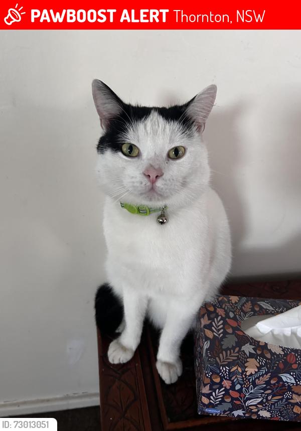 Lost Male Cat last seen Taylor Avenue onto Haussmann Drive, Thornton, NSW 2322