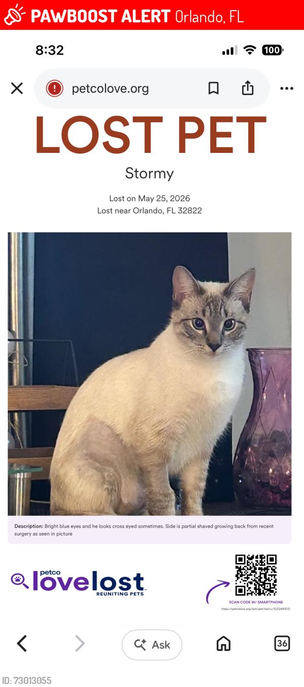 Lost Male Cat last seen Spoonbill, Orlando, FL 32822