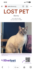 Lost Male Cat last seen Spoonbill, Orlando, FL 32822