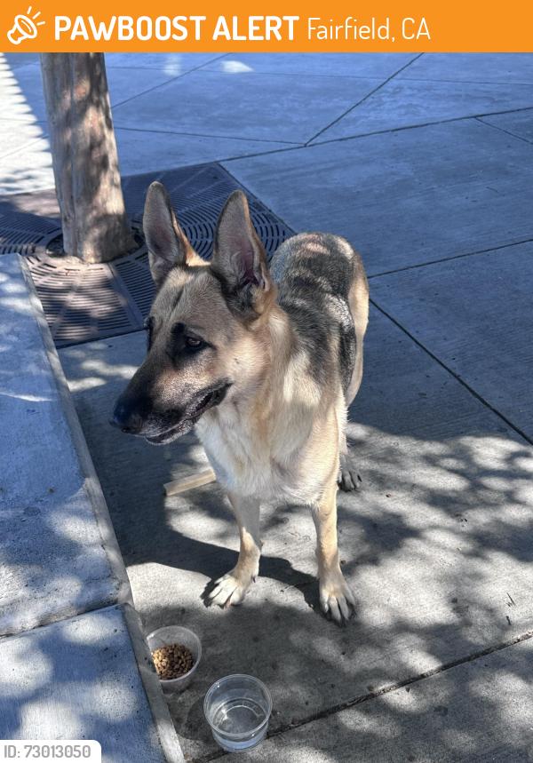 Found/Stray Female Dog last seen Laurel Creek school/park Fairfield Ca, Fairfield, CA 94533