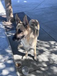 Found/Stray Female Dog last seen Laurel Creek school/park Fairfield Ca, Fairfield, CA 94533