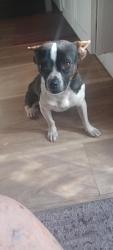Lost Male Dog last seen Warrington and Longwood Loop, Palm River-Clair Mel, FL 33619