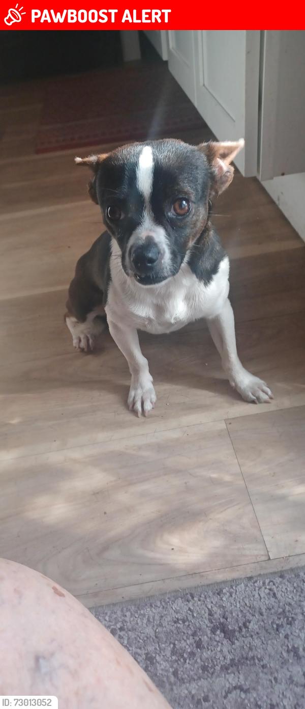 Lost Male Dog last seen Warrington and Longwood Loop, Palm River-Clair Mel, FL 33619