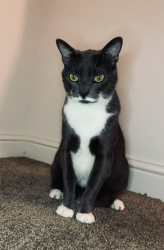 Lost Male Cat last seen Fennel Rd Hope Mills, NC, Hope Mills, NC 28348
