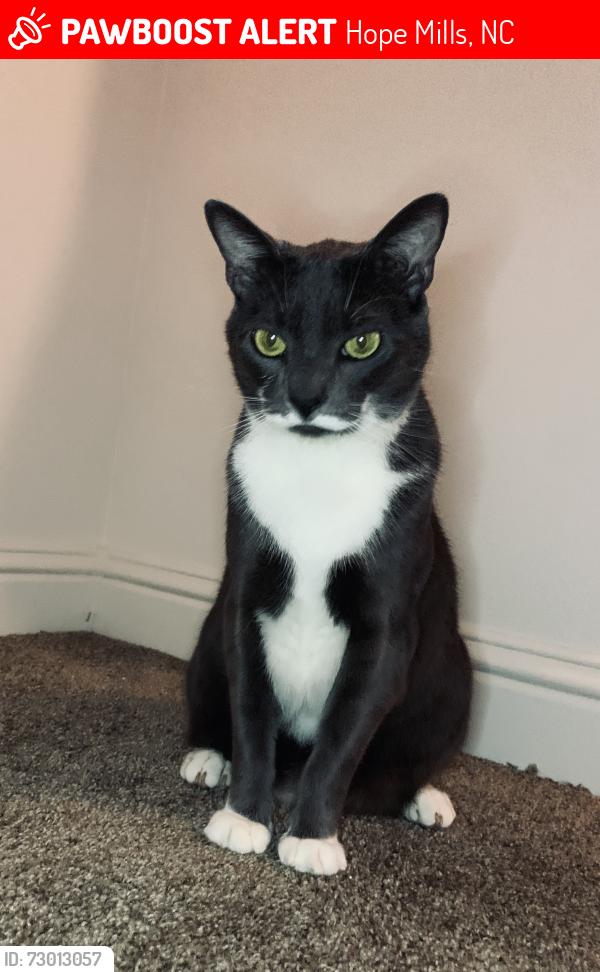 Lost Male Cat last seen Fennel Rd Hope Mills, NC, Hope Mills, NC 28348