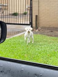 Found/Stray Male Dog last seen Braewick Dr. behind Walmart in Maplewood South, Houston, TX 77096