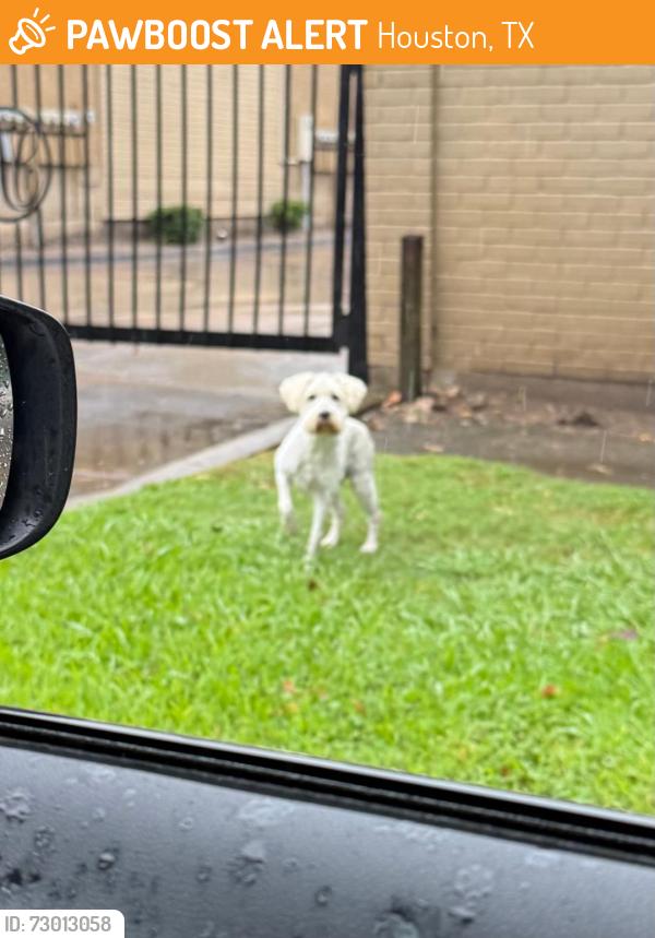 Found/Stray Male Dog last seen Braewick Dr. behind Walmart in Maplewood South, Houston, TX 77096