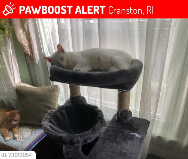 Lost Female Cat last seen Dave’s Market, Pontiac Ave., Cranston, Cranston, RI 02910