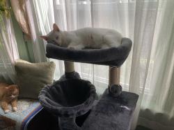 Lost Female Cat last seen Dave’s Market, Pontiac Ave., Cranston, Cranston, RI 02910