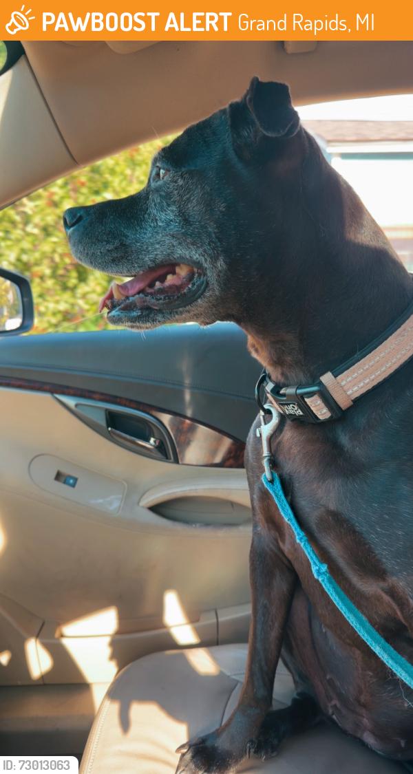 Found/Stray Female Dog last seen Walker/Lincoln/Garfield, Grand Rapids, MI 49504