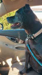 Found/Stray Female Dog last seen Walker/Lincoln/Garfield, Grand Rapids, MI 49504