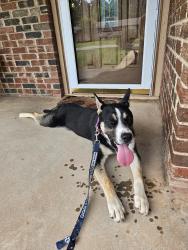 Found/Stray Male Dog last seen N Thompkins Ave & NW 39th St, Bethany, OK 73008