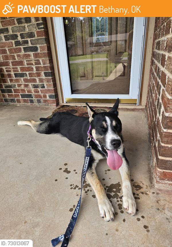 Found/Stray Male Dog last seen N Thompkins Ave & NW 39th St, Bethany, OK 73008