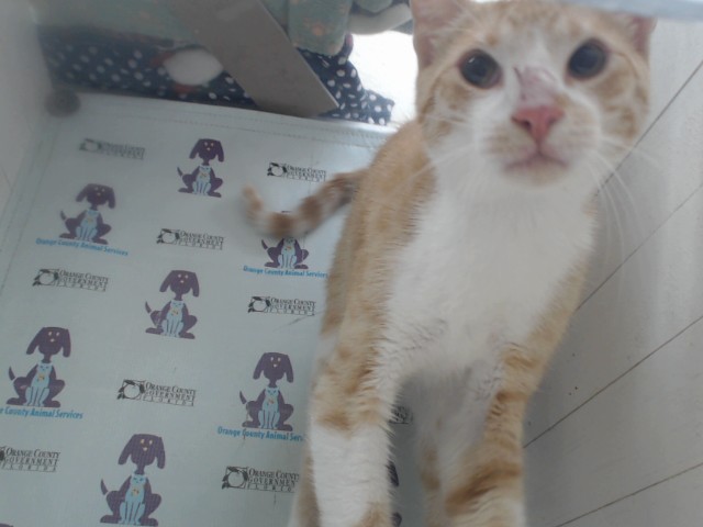 Shelter Stray Male Cat last seen , 2769 Conroy Rd, Orlando, FL 32839, USA