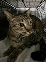 Shelter Stray Male Cat last seen , 957 N Gaffey St, San Pedro, CA 90731, USA