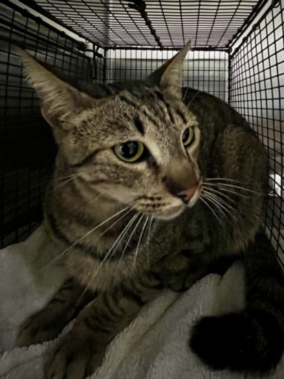 Shelter Stray Male Cat last seen , 957 N Gaffey St, San Pedro, CA 90731, USA