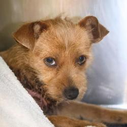 Shelter Stray Male Dog last seen SAN MATEO WALK, 4710 TX-151, San Antonio, TX 78227, USA