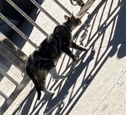Found/Stray Unknown Cat last seen Flatlands, Brooklyn, NY 11236