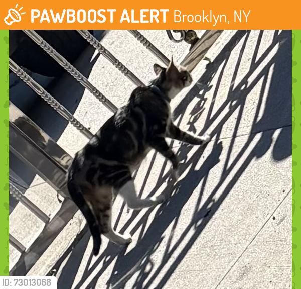 Found/Stray Unknown Cat last seen Flatlands, Brooklyn, NY 11236